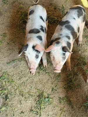 scroafa cu 2 purcei - imagine 4