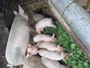 Vand purcei de 3 luni! 