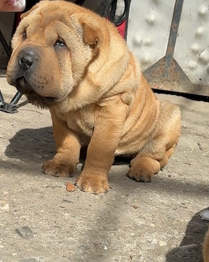 Fetita shar pei - imagine 2