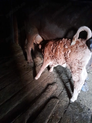 Vaca de vanzare - imagine 3