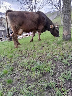 Vaca de vanzare - imagine 2