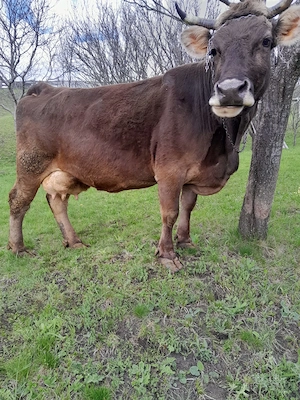 Vaca bruna de vânzare 