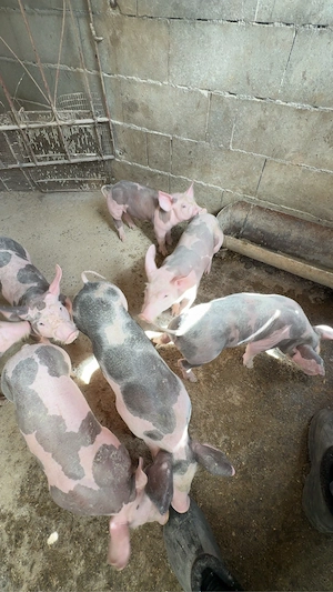 purceii 25-30kg( castrati) - imagine 3