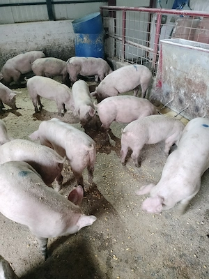 Purcei diferite greutati