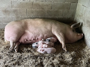 Vând scroafă cu 6 purceii 