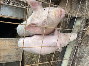 De vânzare 2 purcele 