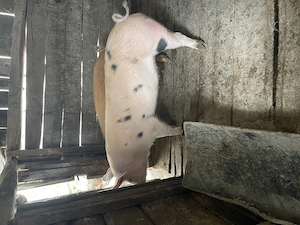 De vânzare două purcele Duroc 