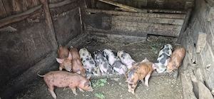 Vând purcei de 6 saptamni  - imagine 5