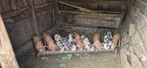 Vând purcei de 6 saptamni  - imagine 4