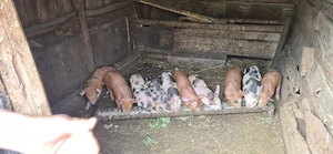 Vând purcei de 6 saptamni  - imagine 2