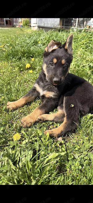 Ciobanesc german 6 saptamani - imagine 3