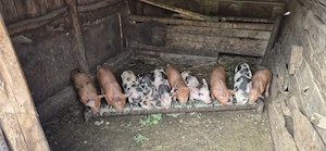 Vând purcei de 6 saptamni  - imagine 3