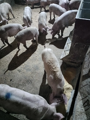 Purcei rasa de carne