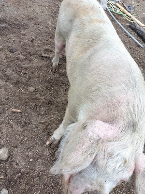 scroafa pork de 3 ani - imagine 2