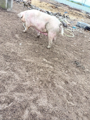 scroafa pork de 3 ani