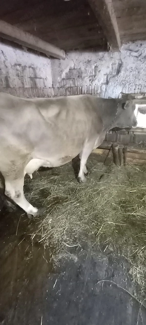 vacă cu vițea - imagine 3