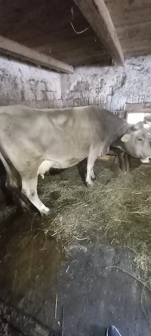 vacă cu vițea - imagine 2