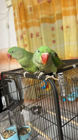 Vand pereche marele alex - imagine 3