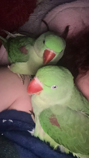 Vand pereche marele alex - imagine 2