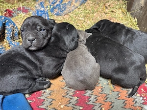 Puiuiti Cane Corso - imagine 5