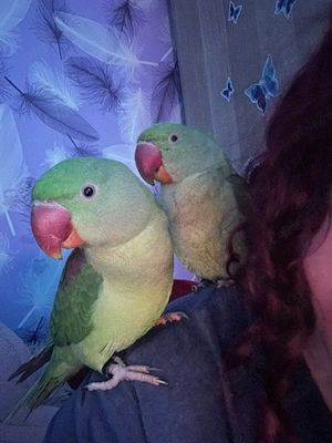 Vand pereche marele alex - imagine 4