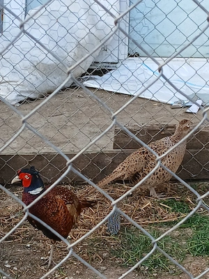 fazani comuni - imagine 2