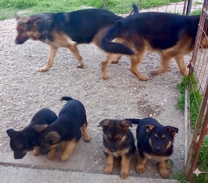 vand pui ciobanesc german caine lup  - imagine 2