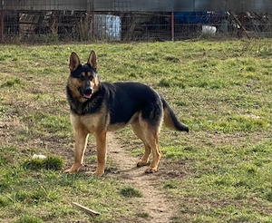 vand pui ciobanesc german caine lup  - imagine 3