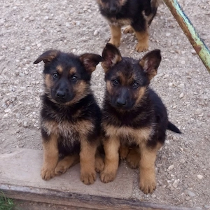 vand pui ciobanesc german caine lup 