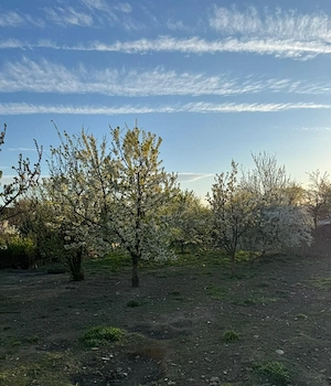 Vand casa cu gradina in Vanju-Mare jud. MH, situata intr-o zona buna si linistita a orasului. - imagine 10