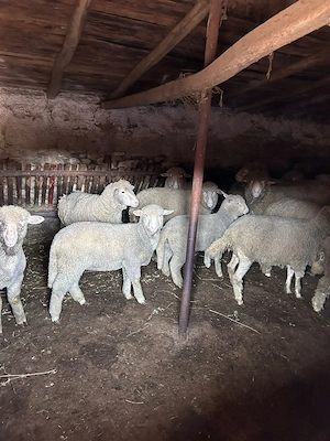 Vând oi și miei! - imagine 2