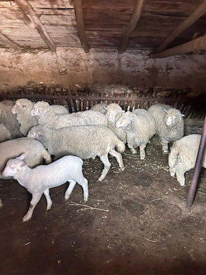 Vând oi și miei! - imagine 4