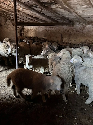 Vând oi și miei! - imagine 5