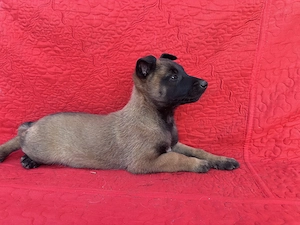 Căței ciobănesc belgian malinois 