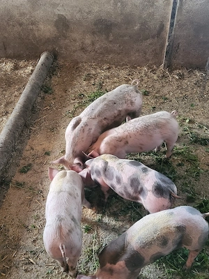 Vand 3 purceii  - imagine 5