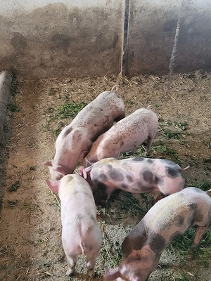 Vand 3 purceii  - imagine 4