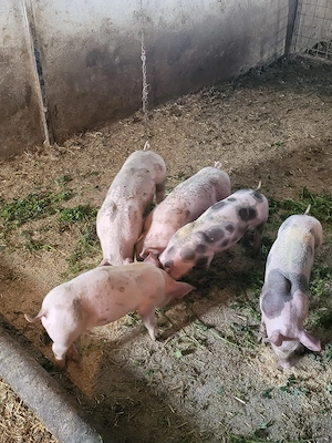 Vand 3 purceii  - imagine 3