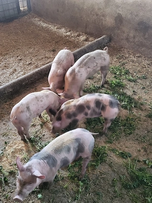 Vand 3 purceii  - imagine 2