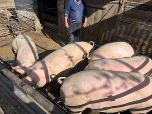 Vand Porci  - imagine 2