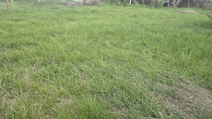 Vand teren intravilan in Zavoi partea de jos situat pe str. Sadoveanu, imprejmuit cu gard din lemn  - imagine 5