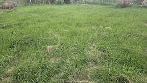 Vand teren intravilan in Zavoi partea de jos situat pe str. Sadoveanu, imprejmuit cu gard din lemn  - imagine 4