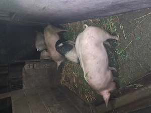 Vand soldani intre 40 50 kg