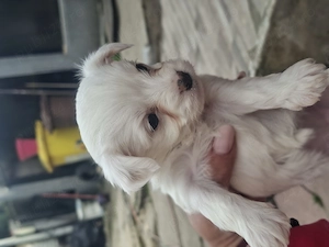 Bishoni de vanzare (rasa pura) - imagine 2