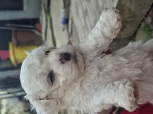 Bishoni de vanzare (rasa pura) - imagine 3