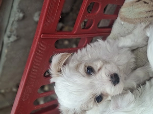 Bishoni de vanzare (rasa pura) - imagine 4