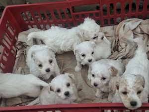 Bishoni de vanzare (rasa pura) - imagine 5