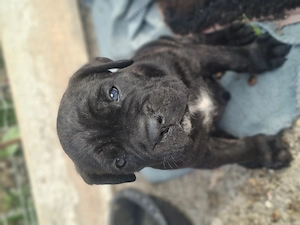  Cane corso catei - imagine 2