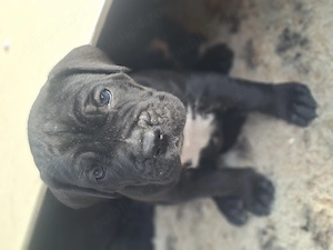  Cane corso catei