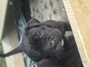  Cane corso catei - imagine 3