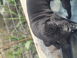  Cane corso catei - imagine 5